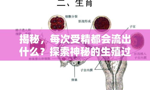 揭秘，每次受精都會流出什么？探索神秘的生殖過程