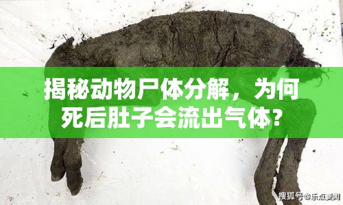 揭秘動物尸體分解，為何死后肚子會流出氣體？