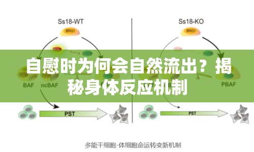 自慰時為何會自然流出？揭秘身體反應機制