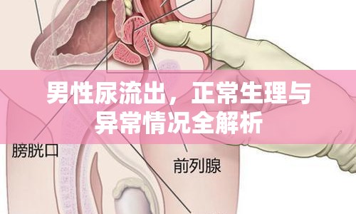 男性尿流出，正常生理與異常情況全解析