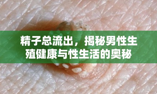 精子總流出，揭秘男性生殖健康與性生活的奧秘