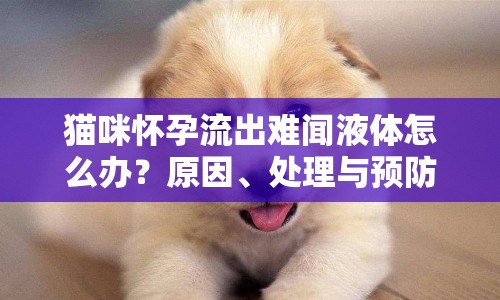 貓咪懷孕流出難聞液體怎么辦？原因、處理與預(yù)防全解析