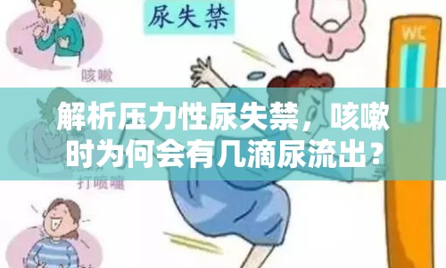 解析壓力性尿失禁，咳嗽時為何會有幾滴尿流出？