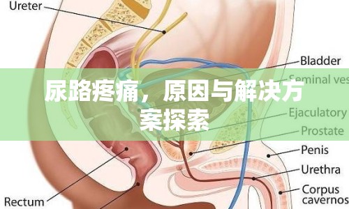 尿路疼痛，原因與解決方案探索