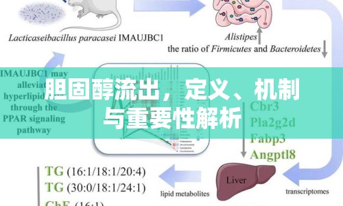 膽固醇流出，定義、機(jī)制與重要性解析