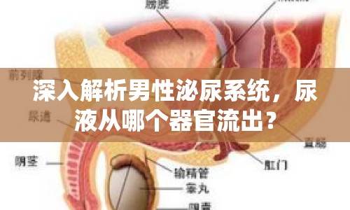 深入解析男性泌尿系統(tǒng)，尿液從哪個器官流出？