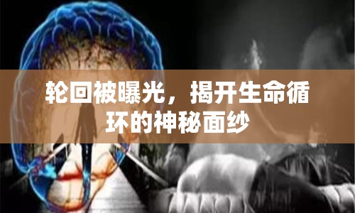 輪回被曝光，揭開生命循環(huán)的神秘面紗