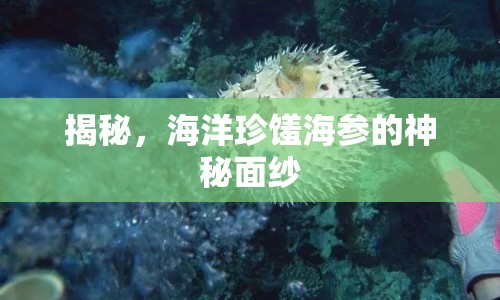 揭秘，海洋珍饈海參的神秘面紗