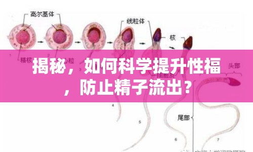 揭秘，如何科學(xué)提升性福，防止精子流出？