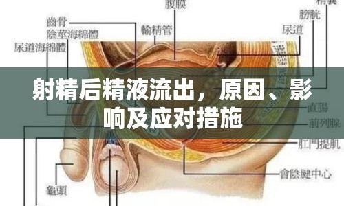 射精后精液流出，原因、影響及應對措施