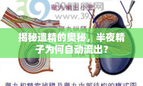 揭秘遺精的奧秘，半夜精子為何自動流出？