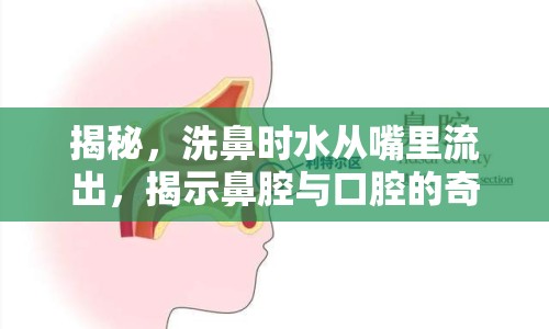 揭秘，洗鼻時(shí)水從嘴里流出，揭示鼻腔與口腔的奇妙聯(lián)系