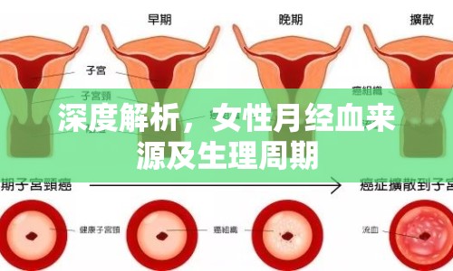 深度解析，女性月經(jīng)血來源及生理周期