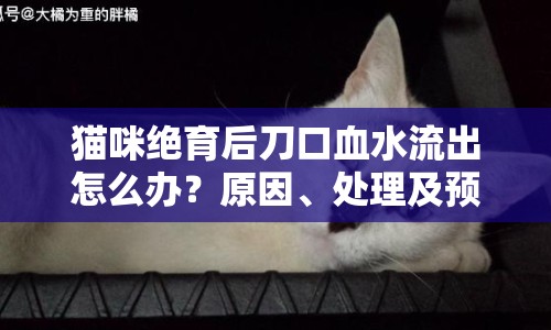 貓咪絕育后刀口血水流出怎么辦？原因、處理及預防措施全解析