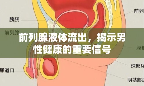 前列腺液體流出，揭示男性健康的重要信號