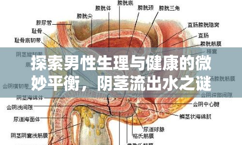 探索男性生理與健康的微妙平衡，陰莖流出水之謎