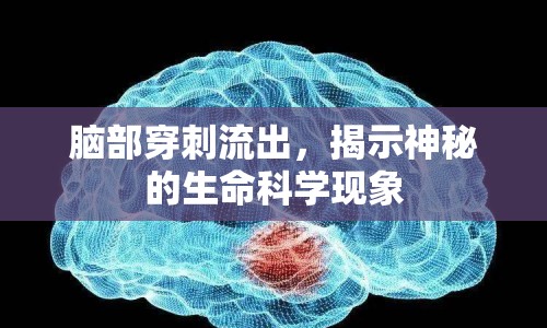 腦部穿刺流出，揭示神秘的生命科學現(xiàn)象