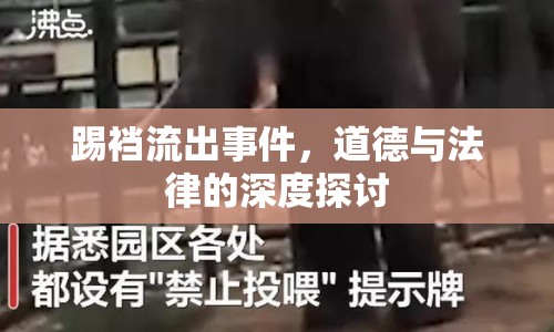 踢襠流出事件，道德與法律的深度探討