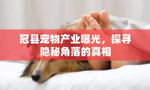 冠縣寵物產業(yè)曝光，探尋隱秘角落的真相