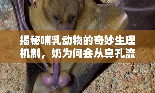 揭秘哺乳動物的奇妙生理機(jī)制，奶為何會從鼻孔流出？