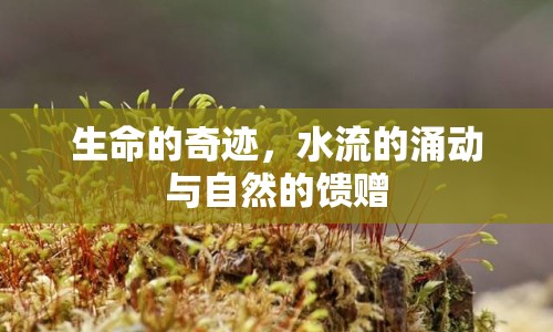 生命的奇跡，水流的涌動與自然的饋贈