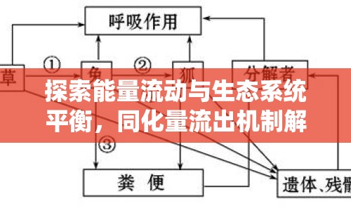 探索能量流動與生態(tài)系統(tǒng)平衡，同化量流出機(jī)制解析