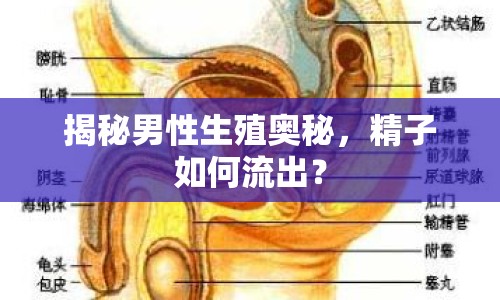 揭秘男性生殖奧秘，精子如何流出？