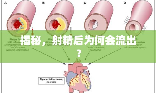 揭秘，射精后為何會流出？