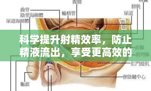 科學(xué)提升射精效率，防止精液流出，享受更高效的性愛體驗(yàn)