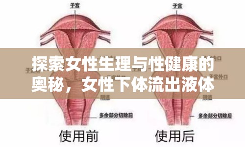 探索女性生理與性健康的奧秘，女性下體流出液體的真相