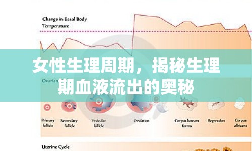 女性生理周期，揭秘生理期血液流出的奧秘