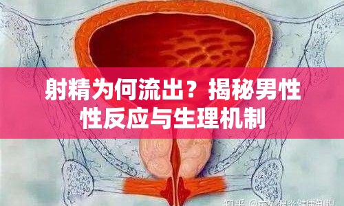 射精為何流出？揭秘男性性反應與生理機制