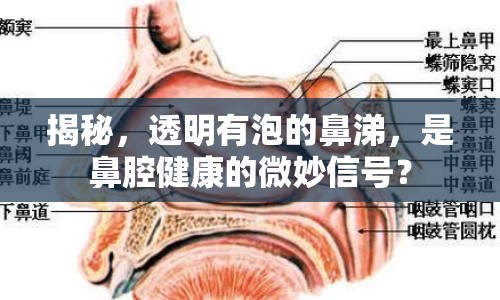 揭秘，透明有泡的鼻涕，是鼻腔健康的微妙信號？