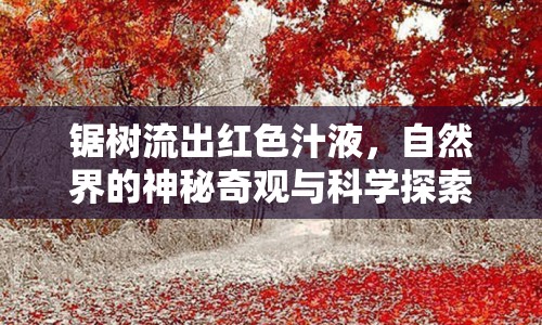 鋸樹流出紅色汁液，自然界的神秘奇觀與科學(xué)探索揭秘