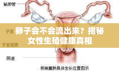 卵子會不會流出來？揭秘女性生殖健康真相