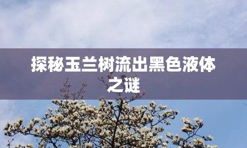 探秘玉蘭樹(shù)流出黑色液體之謎