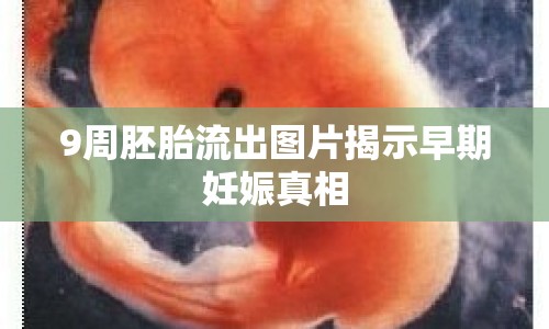 9周胚胎流出圖片揭示早期妊娠真相