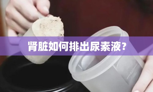 腎臟如何排出尿素液？