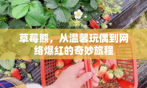 草莓熊，從溫馨玩偶到網(wǎng)絡(luò)爆紅的奇妙旅程