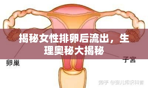 揭秘女性排卵后流出，生理奧秘大揭秘