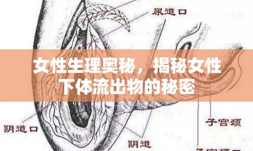 女性生理奧秘，揭秘女性下體流出物的秘密