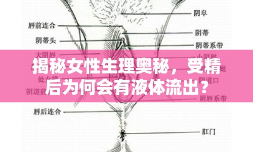 揭秘女性生理奧秘，受精后為何會有液體流出？