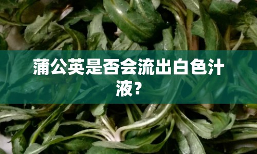 蒲公英是否會流出白色汁液？