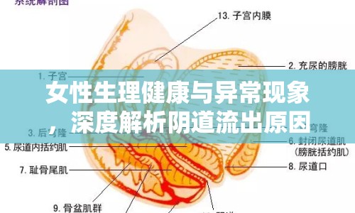 女性生理健康與異?，F(xiàn)象，深度解析陰道流出原因