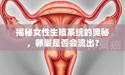 揭秘女性生殖系統(tǒng)的奧秘，卵巢是否會(huì)流出？