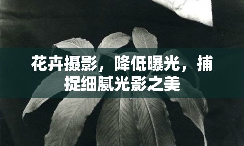 花卉攝影，降低曝光，捕捉細膩光影之美