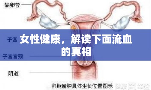 女性健康，解讀下面流血的真相