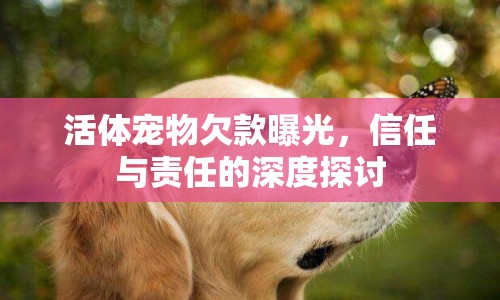 活體寵物欠款曝光，信任與責(zé)任的深度探討