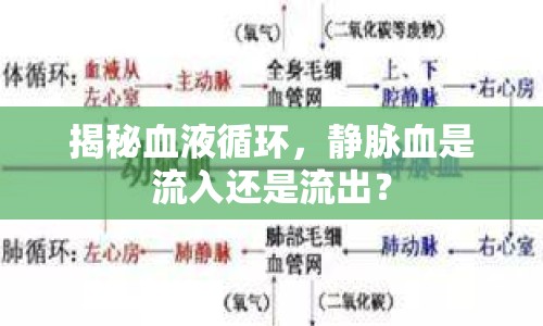 揭秘血液循環(huán)，靜脈血是流入還是流出？