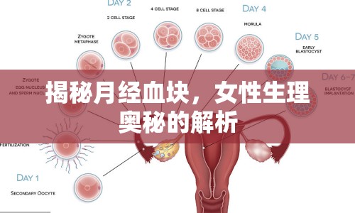 揭秘月經(jīng)血塊，女性生理奧秘的解析